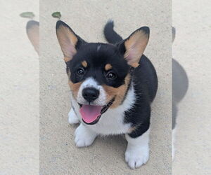 Pembroke Welsh Corgi Puppy for sale in GRAFTON, OH, USA