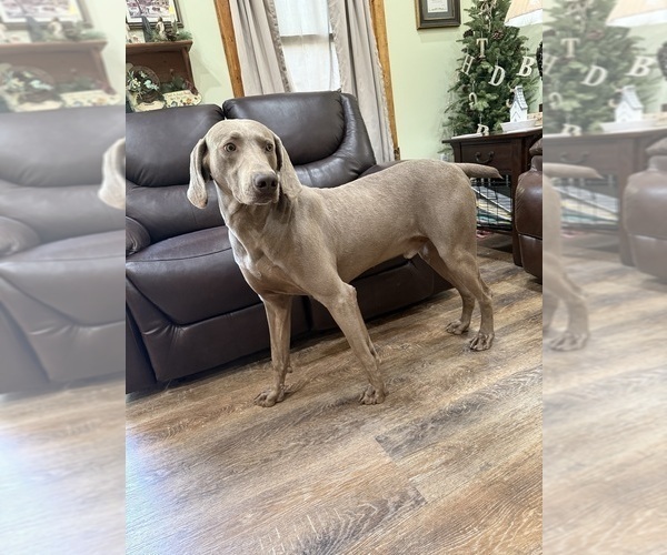 Medium Photo #1 Weimaraner Puppy For Sale in ELKTON, KY, USA
