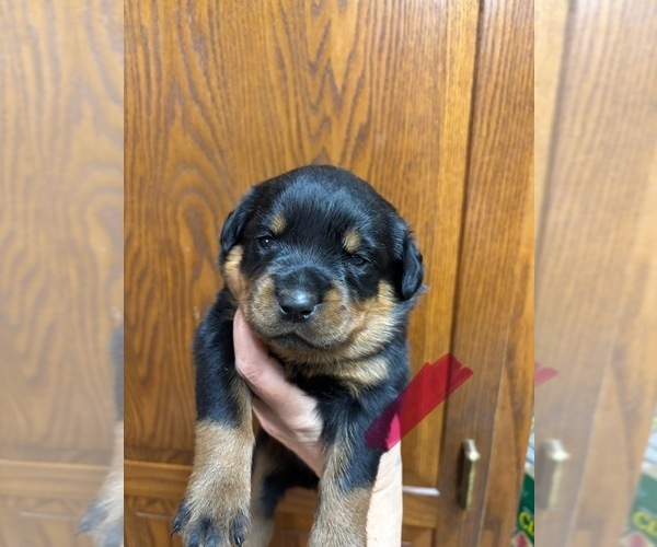Medium Photo #3 Rottweiler Puppy For Sale in UNION, IA, USA