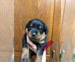 Small #2 Rottweiler