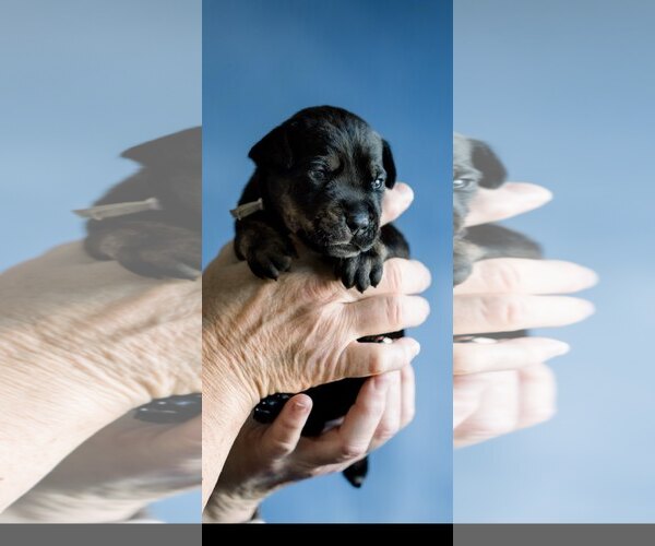Medium Photo #2 Doberman Pinscher Puppy For Sale in Rancho Cordova, CA, USA