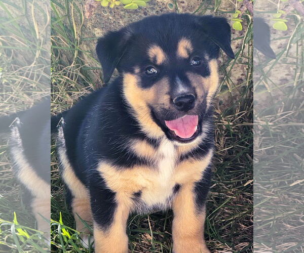 Medium Photo #5 Pyrenees Husky Puppy For Sale in Corona, CA, USA