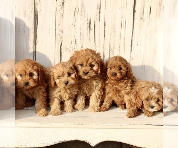 Medium Photo #2 Cavapoo (Miniature) Puppy For Sale in NEW HOLLAND, PA, USA