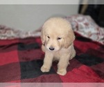 Small #10 Goldendoodle