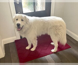 Drake - Male Great Pyrenees Dog for Adoption - Photo #16