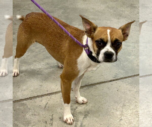 Medium Photo #2 Boston Huahua Puppy For Sale in Batavia, OH, USA