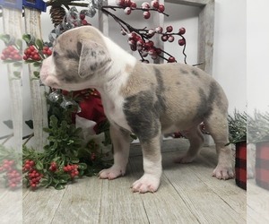 Alapaha Blue Blood Bulldog Puppy for sale in VENICE, FL, USA