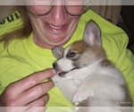 Small Photo #3 Pembroke Welsh Corgi Puppy For Sale in ELLENSBURG, WA, USA