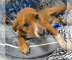 Small #2 Jack Russell Terrier-Mountain Cur Mix