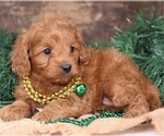 Small #7 Cavapoo