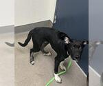 Small Labrador Retriever Mix