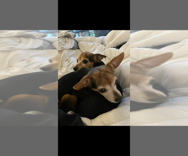 Medium Photo #4 Chihuahua Puppy For Sale in Dana Point, CA, USA
