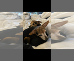 Small #3 Chihuahua