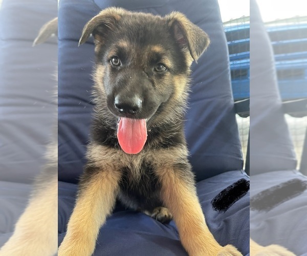 Medium Photo #2 German Shepherd Dog Puppy For Sale in TOLEDO, IL, USA