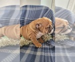Small Photo #6 English Bulldog Puppy For Sale in COLBY, WI, USA
