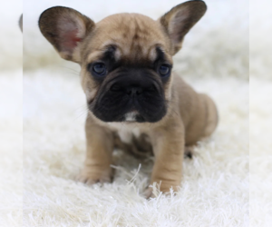 French Bulldog Puppy for sale in BOSTON, MA, USA