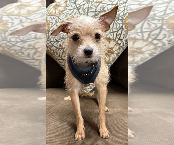 Medium Photo #2 Chihuahua-Unknown Mix Puppy For Sale in Mundelein, IL, USA