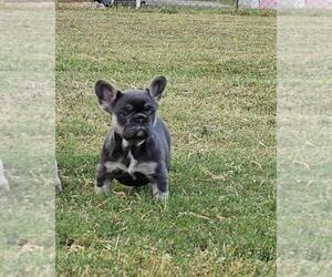 French Bulldog Puppy for sale in NEWALLA, OK, USA