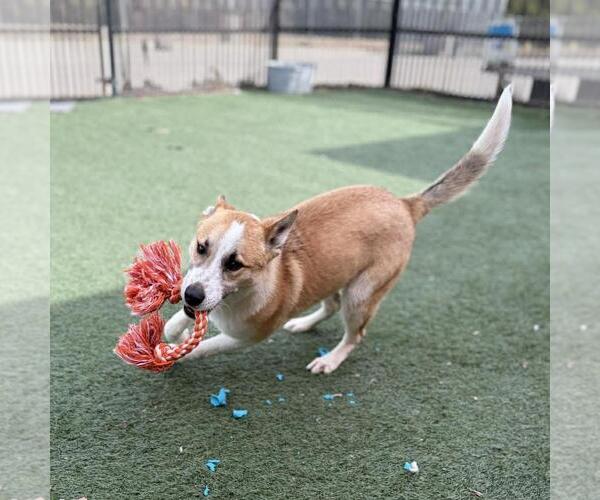 Medium Photo #4 Shiba Inu-Unknown Mix Puppy For Sale in McKinney, TX, USA