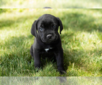 Small Photo #37 Cane Corso Puppy For Sale in WAKARUSA, IN, USA
