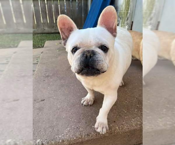 Medium Photo #1 French Bulldog-Unknown Mix Puppy For Sale in Cranston, RI, USA