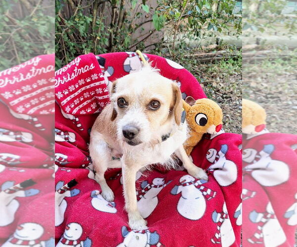 Medium Photo #4 Jack Russell Terrier-Unknown Mix Puppy For Sale in Missouri City, TX, USA