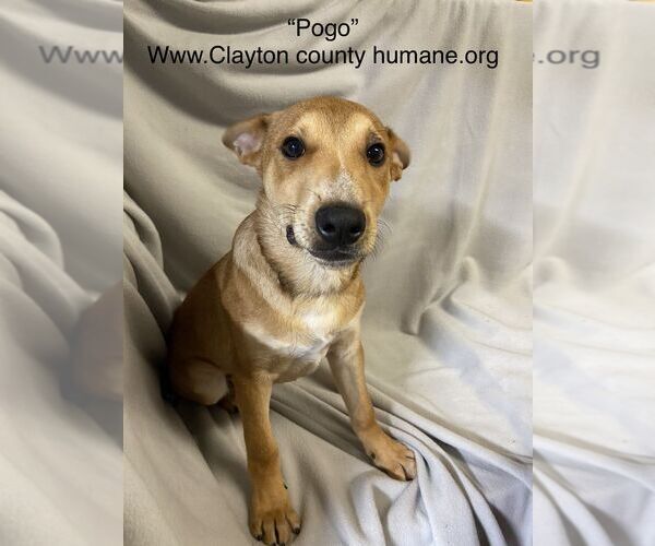 Medium Photo #1 Shepradors Puppy For Sale in McDonough, GA, USA