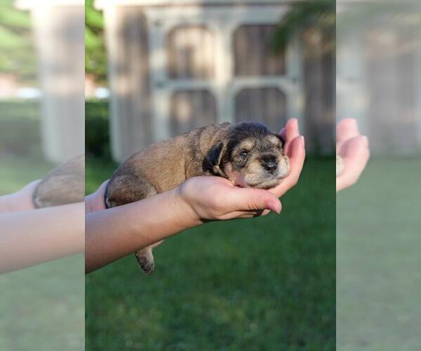 Medium Photo #3 Schnauzer (Miniature) Puppy For Sale in LEHIGH ACRES, FL, USA
