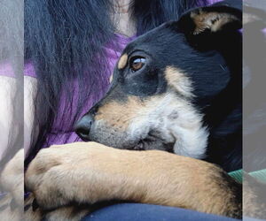 Rottweiler-Unknown Mix Dogs for adoption in MIDWAY, UT, USA