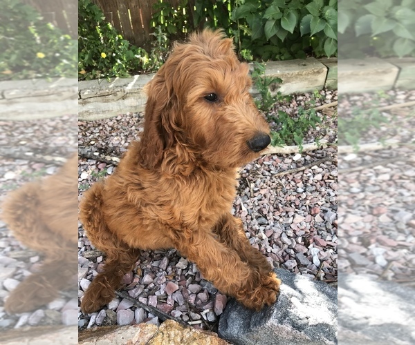 Medium Photo #1 Goldendoodle Puppy For Sale in CO SPGS, CO, USA