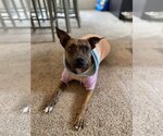 Small American Pit Bull Terrier-Plott Hound Mix