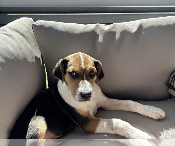 Medium Photo #9 Labrador Retriever-Unknown Mix Puppy For Sale in Garner, NC, USA