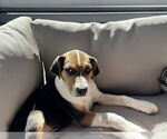 Small #8 Labrador Retriever Mix
