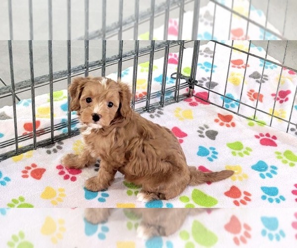Medium Photo #8 Cavapoo (Miniature)-Poodle (Toy) Mix Puppy For Sale in ORO VALLEY, AZ, USA