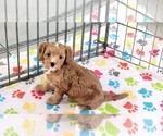 Small #7 Cavapoo (Miniature)-Poodle (Toy) Mix