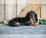 Small Photo #6 Dachshund Puppy For Sale in GREENWICH, OH, USA