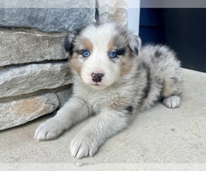 Australian Shepherd Puppy for sale in LODA, IL, USA