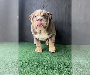 Bulldog Puppy for sale in BEAUMONT, CA, USA