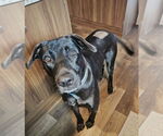Small #3 Labrador Retriever Mix