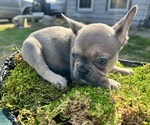 Small Photo #5 French Bulldog Puppy For Sale in NORTH LITTLE ROCK, AR, USA