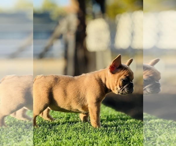 Medium Photo #5 French Bulldog Puppy For Sale in STOCKTON, CA, USA