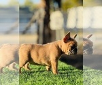 Small #4 French Bulldog