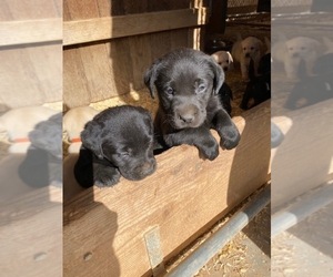 Labrador Retriever Puppy for sale in SCOTTSDALE, AZ, USA
