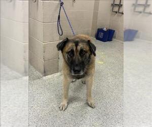 Anatolian Shepherd-Unknown Mix Dogs for adoption in Conroe, TX, USA