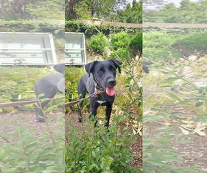 Labrador Retriever-Unknown Mix Dogs for adoption in San Diego, CA, USA