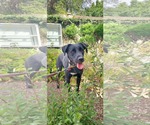 Small Labrador Retriever Mix