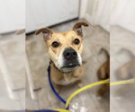Small #9 American Staffordshire Terrier Mix