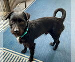 Small #4 Mutt