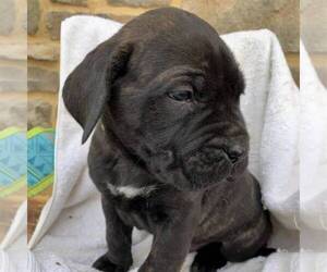 Cane Corso-Spanish Mastiff Mix Puppy for sale in GAP, PA, USA