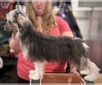 Small #1 Chinese Crested